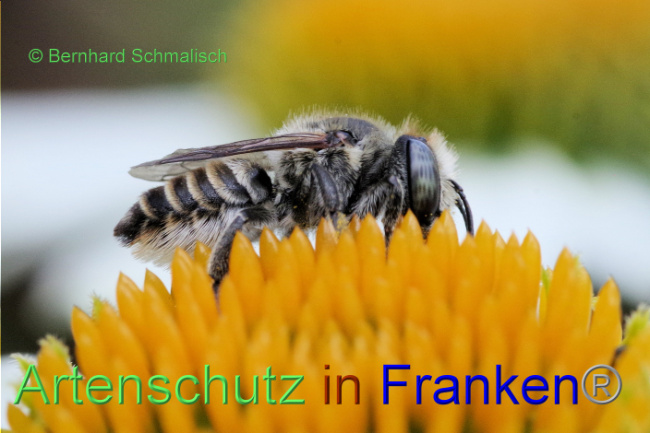© Artenschutz in Franken® / Bernhard Schmalisch Bild zum Eintrag (1089647-160)