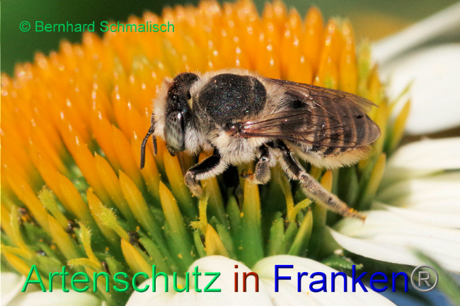 © Artenschutz in Franken® / Bernhard Schmalisch Bild zum Eintrag (1089648-160)