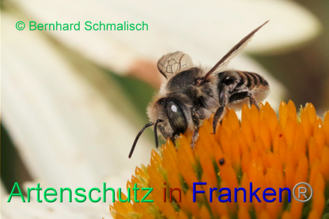 © Artenschutz in Franken® / Bernhard Schmalisch Bild zum Eintrag (1089649-160)