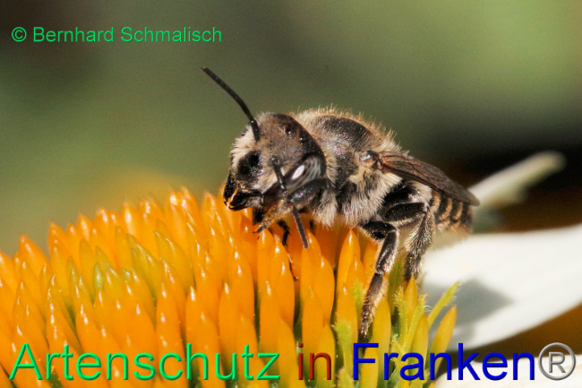 © Artenschutz in Franken® / Bernhard Schmalisch Bild zum Eintrag (1089651-160)