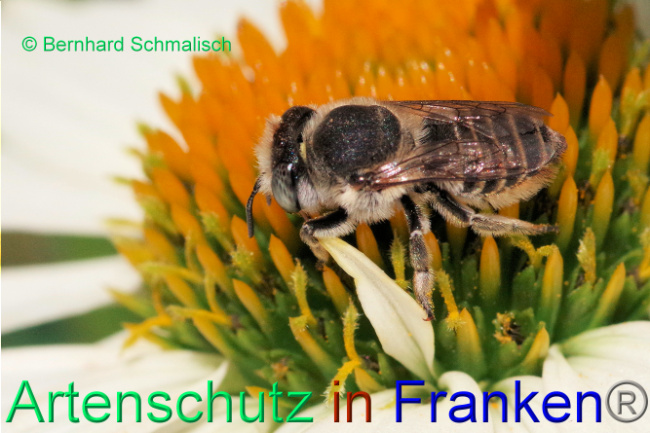 © Artenschutz in Franken® / Bernhard Schmalisch Bild zum Eintrag (1089652-160)