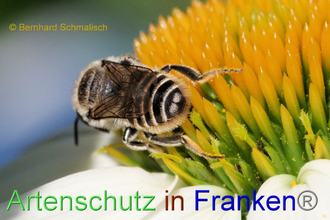© Artenschutz in Franken® / Bernhard Schmalisch Bild zum Eintrag (1089654-160)