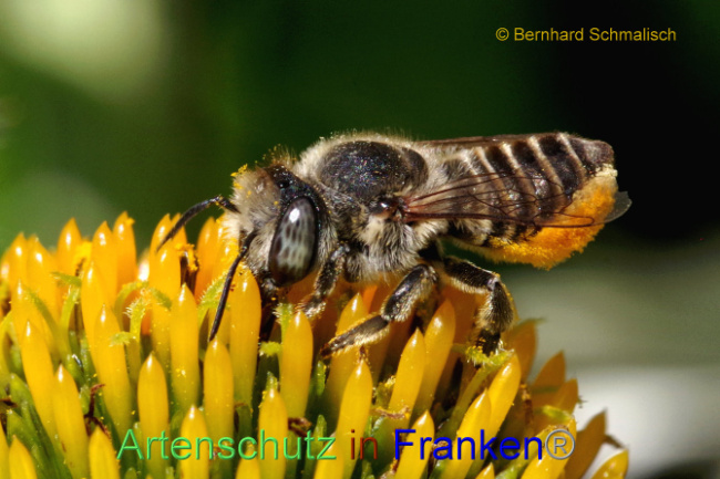 © Artenschutz in Franken® / Bernhard Schmalisch Bild zum Eintrag (1089691-160)