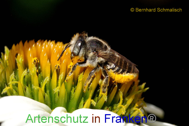 © Artenschutz in Franken® / Bernhard Schmalisch Bild zum Eintrag (1089692-160)