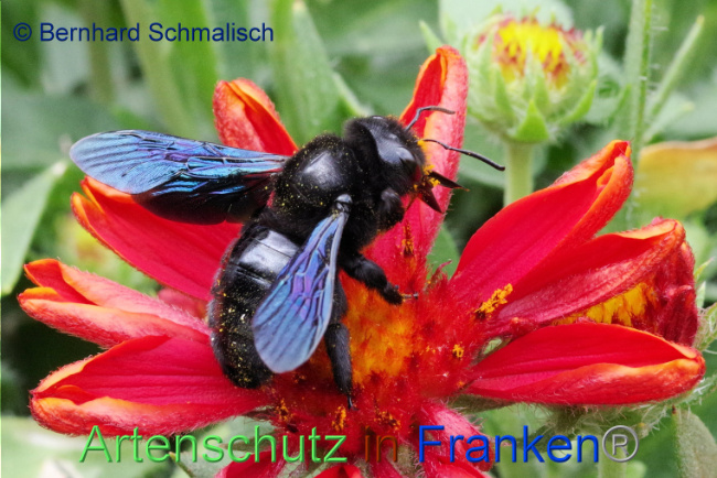 © Artenschutz in Franken® / Bernhard Schmalisch Bild zum Eintrag (1089894-160)