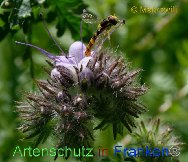 © Artenschutz in Franken® / Makrowilli Bild zum Eintrag (1089988-160)