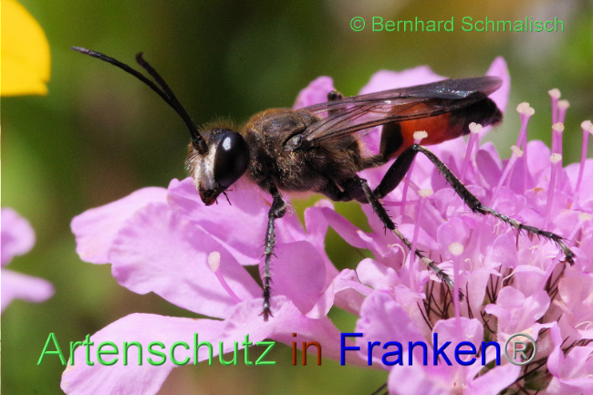 © Artenschutz in Franken® / Bernhard Schmalisch Bild zum Eintrag (1090080-160)