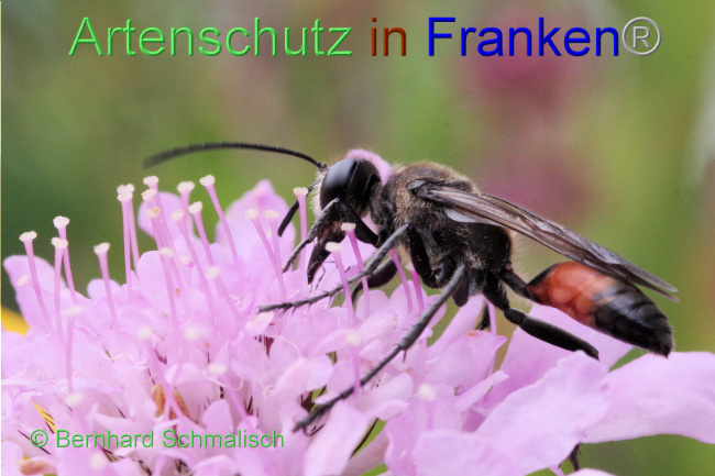 © Artenschutz in Franken® / Bernhard Schmalisch Bild zum Eintrag (1090081-160)
