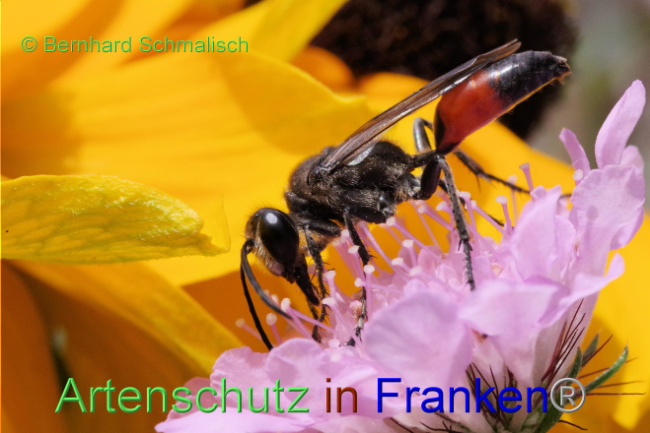 © Artenschutz in Franken® / Bernhard Schmalisch Bild zum Eintrag (1090085-160)
