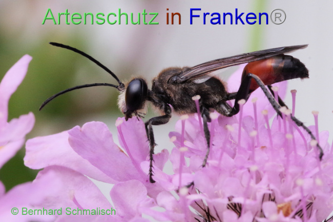 © Artenschutz in Franken® / Bernhard Schmalisch Bild zum Eintrag (1090086-160)