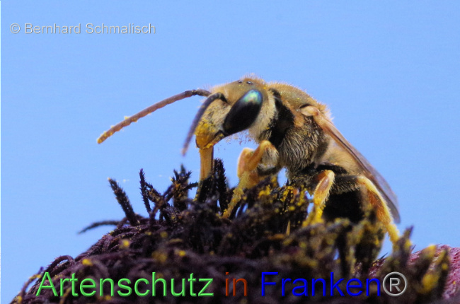 © Artenschutz in Franken® / Bernhard Schmalisch Bild zum Eintrag (1090294-160)