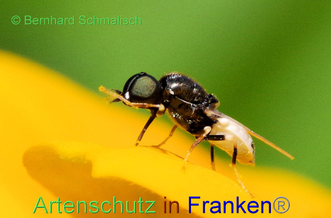 © Artenschutz in Franken® / Bernhard Schmalisch Bild zum Eintrag (1090325-160)