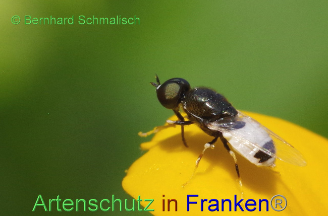 © Artenschutz in Franken® / Bernhard Schmalisch Bild zum Eintrag (1090326-160)