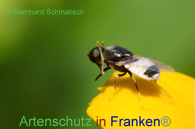 © Artenschutz in Franken® / Bernhard Schmalisch Bild zum Eintrag (1090327-160)