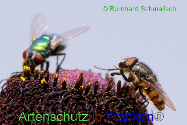 © Artenschutz in Franken® / Bernhard Schmalisch Bild zum Eintrag (1090333-160)
