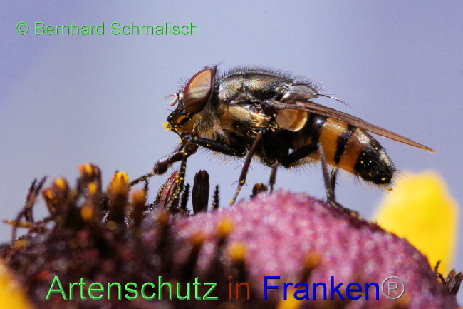 © Artenschutz in Franken® / Bernhard Schmalisch Bild zum Eintrag (1090335-160)