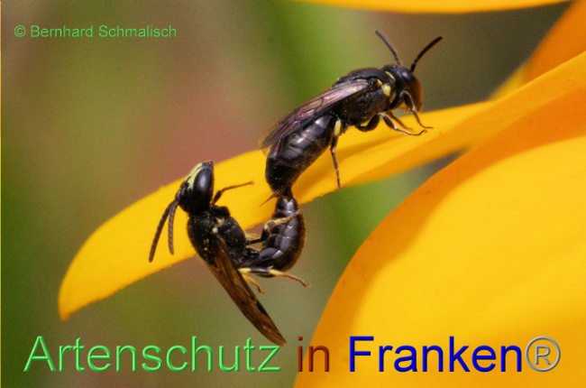 © Artenschutz in Franken® / Bernhard Schmalisch Bild zum Eintrag (1090576-160)