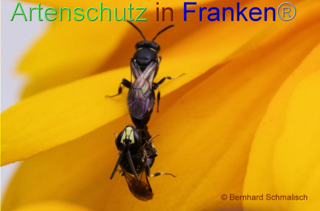 © Artenschutz in Franken® / Bernhard Schmalisch Bild zum Eintrag (1090578-160)