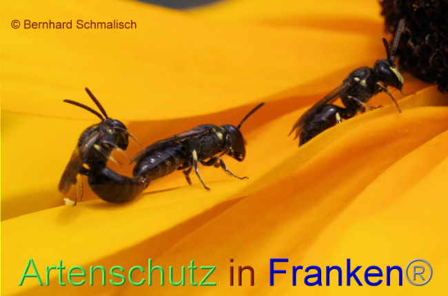 © Artenschutz in Franken® / Bernhard Schmalisch Bild zum Eintrag (1090582-160)