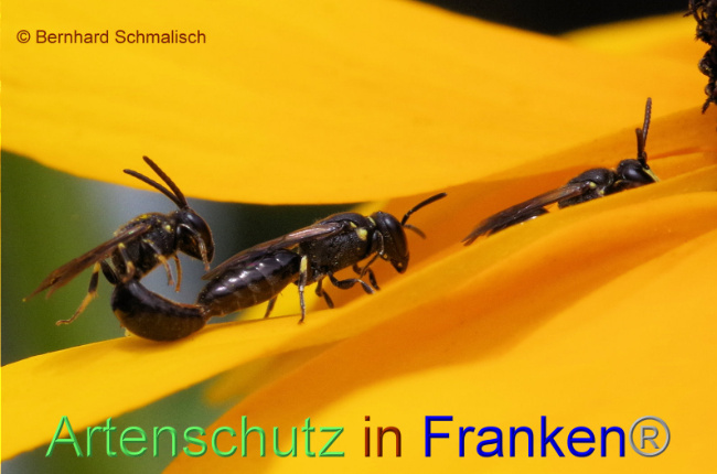 © Artenschutz in Franken® / Bernhard Schmalisch Bild zum Eintrag (1090583-160)