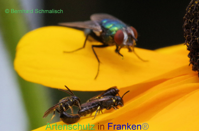 © Artenschutz in Franken® / Bernhard Schmalisch Bild zum Eintrag (1090588-160)