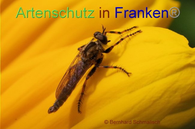© Artenschutz in Franken® / Bernhard Schmalisch Bild zum Eintrag (1090651-160)