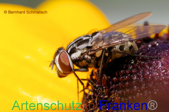 © Artenschutz in Franken® / Bernhard Schmalisch Bild zum Eintrag (1090655-160)