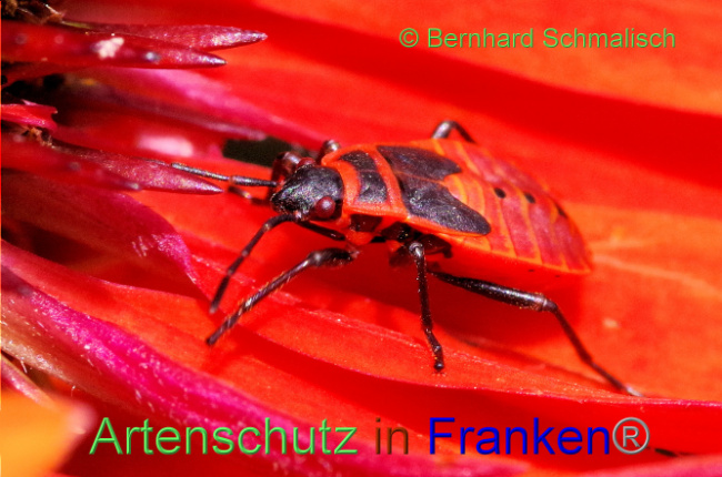 © Artenschutz in Franken® / Bernhard Schmalisch Bild zum Eintrag (1090658-160)