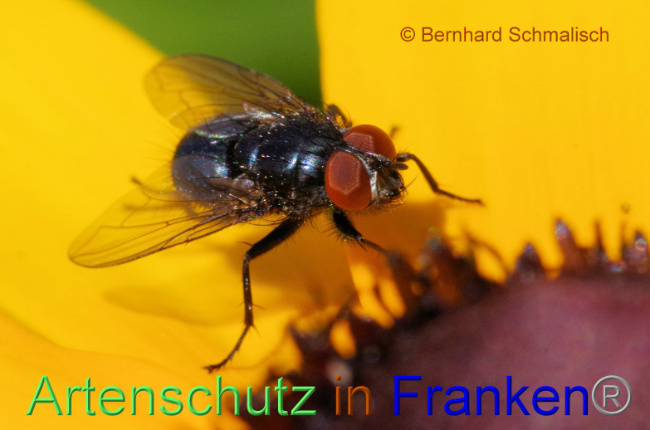 © Artenschutz in Franken® / Bernhard Schmalisch Bild zum Eintrag (1090678-160)