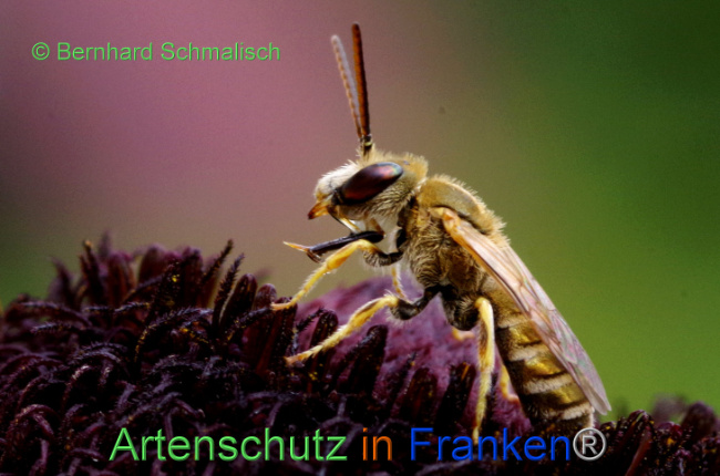 © Artenschutz in Franken® / Bernhard Schmalisch Bild zum Eintrag (1090716-160)
