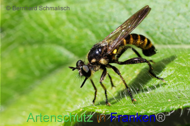 Bild zum Eintrag (1090853-160)