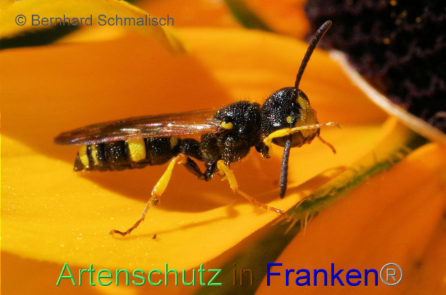© Artenschutz in Franken® / Bernhard Schmalisch Bild zum Eintrag (1090859-160)