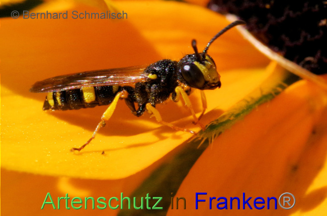 © Artenschutz in Franken® / Bernhard Schmalisch Bild zum Eintrag (1090860-160)