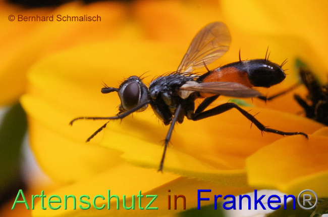 © Artenschutz in Franken® / Bernhard Schmalisch Bild zum Eintrag (1090964-160)