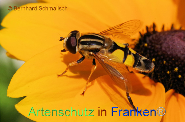 © Artenschutz in Franken® / Bernhard Schmalisch Bild zum Eintrag (1091074-160)