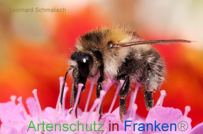 © Artenschutz in Franken® / Bernhard Schmalisch Bild zum Eintrag (1091221-160)