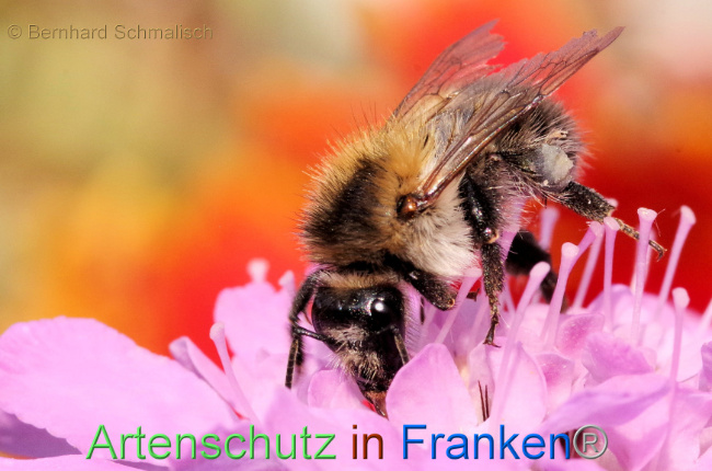 © Artenschutz in Franken® / Bernhard Schmalisch Bild zum Eintrag (1091222-160)