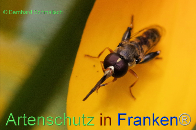 © Artenschutz in Franken® / Bernhard Schmalisch Bild zum Eintrag (1091317-160)