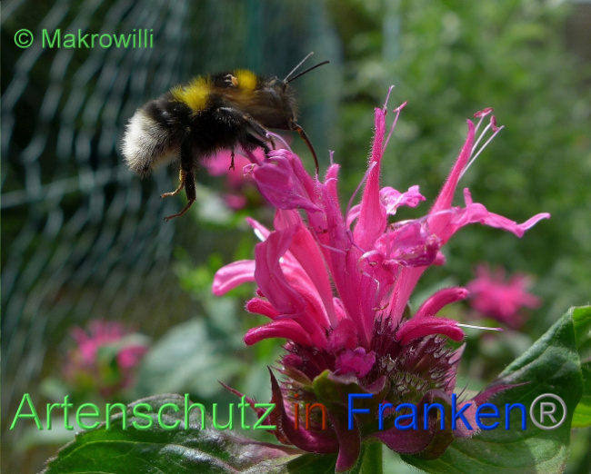 © Artenschutz in Franken® / Makrowilli Bild zum Eintrag (1091590-160)