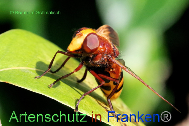 © Artenschutz in Franken® / Bernhard Schmalisch Bild zum Eintrag (1091837-160)