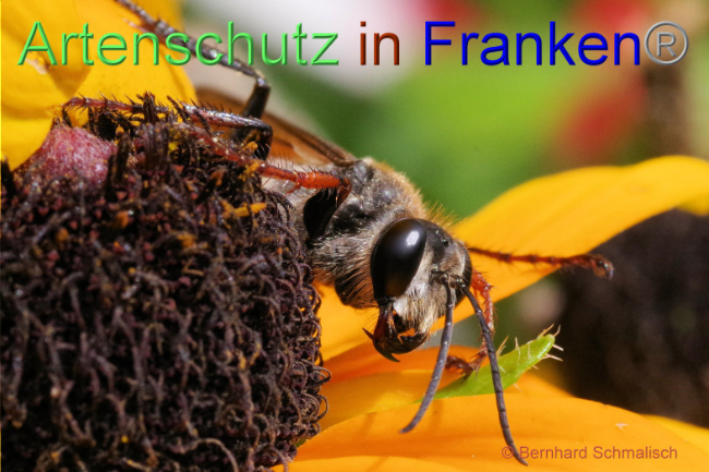 © Artenschutz in Franken® / Bernhard Schmalisch Bild zum Eintrag (1091919-160)