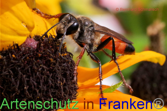 © Artenschutz in Franken® / Bernhard Schmalisch Bild zum Eintrag (1091921-160)