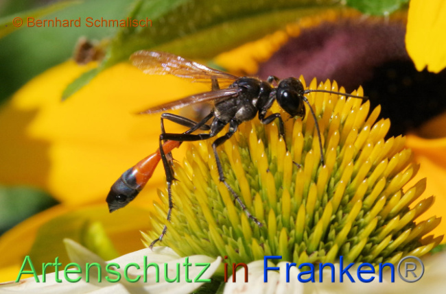 © Artenschutz in Franken® / Bernhard Schmalisch Bild zum Eintrag (1091938-160)