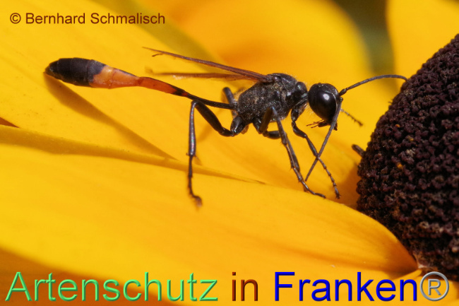 © Artenschutz in Franken® / Bernhard Schmalisch Bild zum Eintrag (1091940-160)