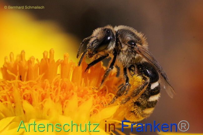 © Artenschutz in Franken® / Bernhard Schmalisch Bild zum Eintrag (1092384-160)