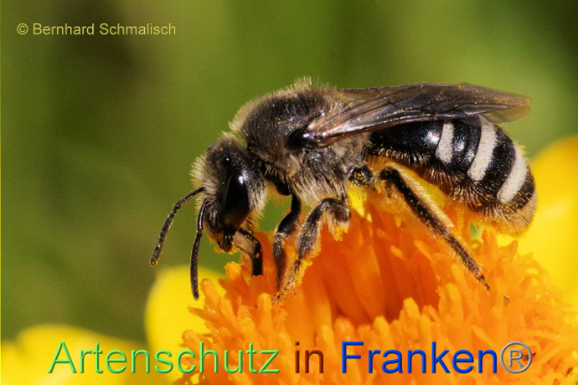 © Artenschutz in Franken® / Bernhard Schmalisch Bild zum Eintrag (1092386-160)