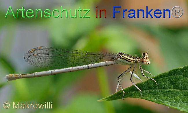 © Artenschutz in Franken® / Makrowilli Bild zum Eintrag (1092588-160)