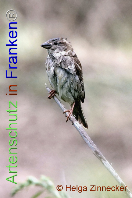 © Artenschutz in Franken® / Helga Zinnecker Bild zum Eintrag (1093377-160)