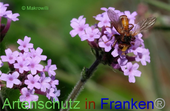 © Artenschutz in Franken® / Makrowilli Bild zum Eintrag (1093389-160)
