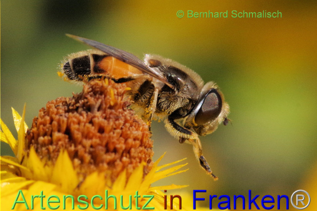 © Artenschutz in Franken® / Bernhard Schmalisch Bild zum Eintrag (1093394-160)